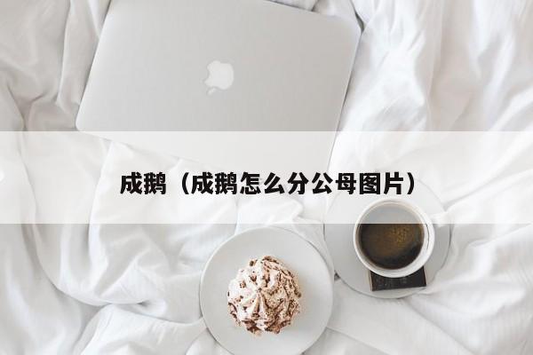 成鹅（成鹅怎么分公母图片）