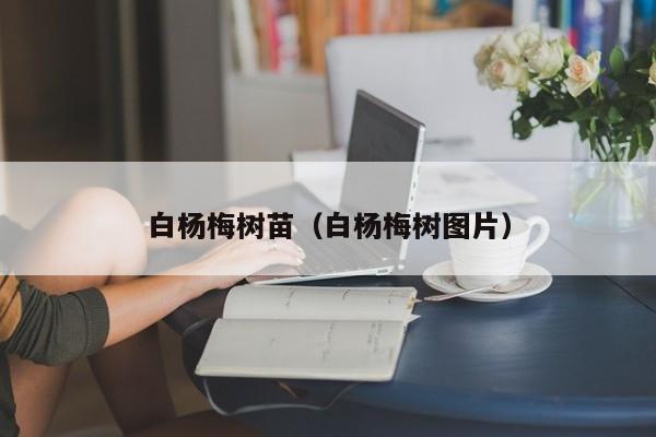 白杨梅树苗（白杨梅树图片）