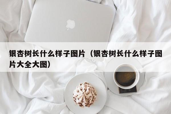 银杏树长什么样子图片（银杏树长什么样子图片大全大图）